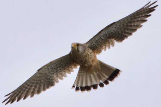 24 June 2021 - 11-12-37
One of the Kestrels flew past. Not as low as I might have liked.
---------------
Bird of Prey, a kestrel over Dartmouth